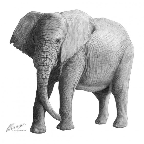 Pencil drawing of a South African elephant
